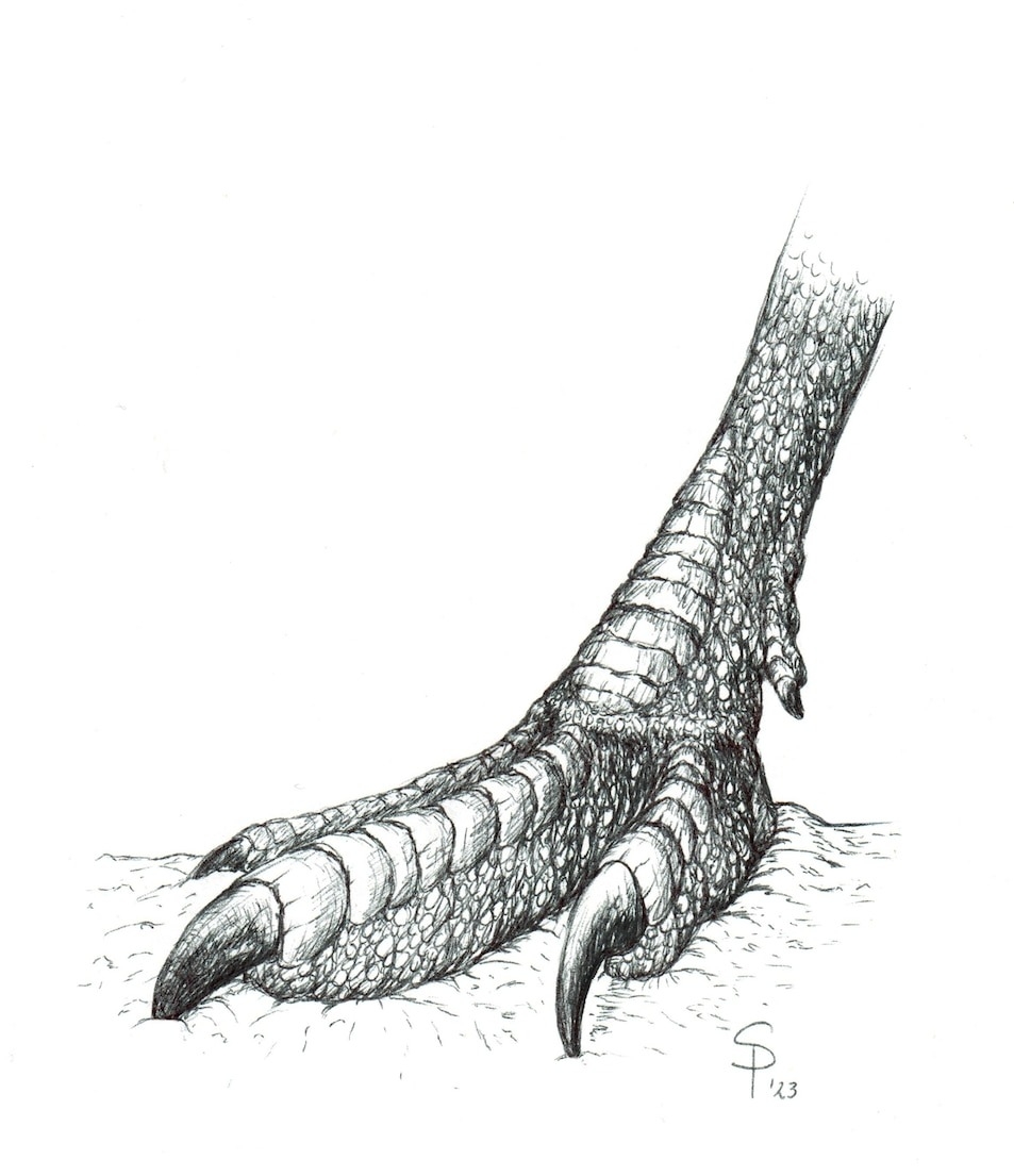 由Rionegrina pozosaladensis足跡推測的右足可能型態的紙筆素描。 ILLUSTRATION BY H. SANTIAGO DRUETTA 