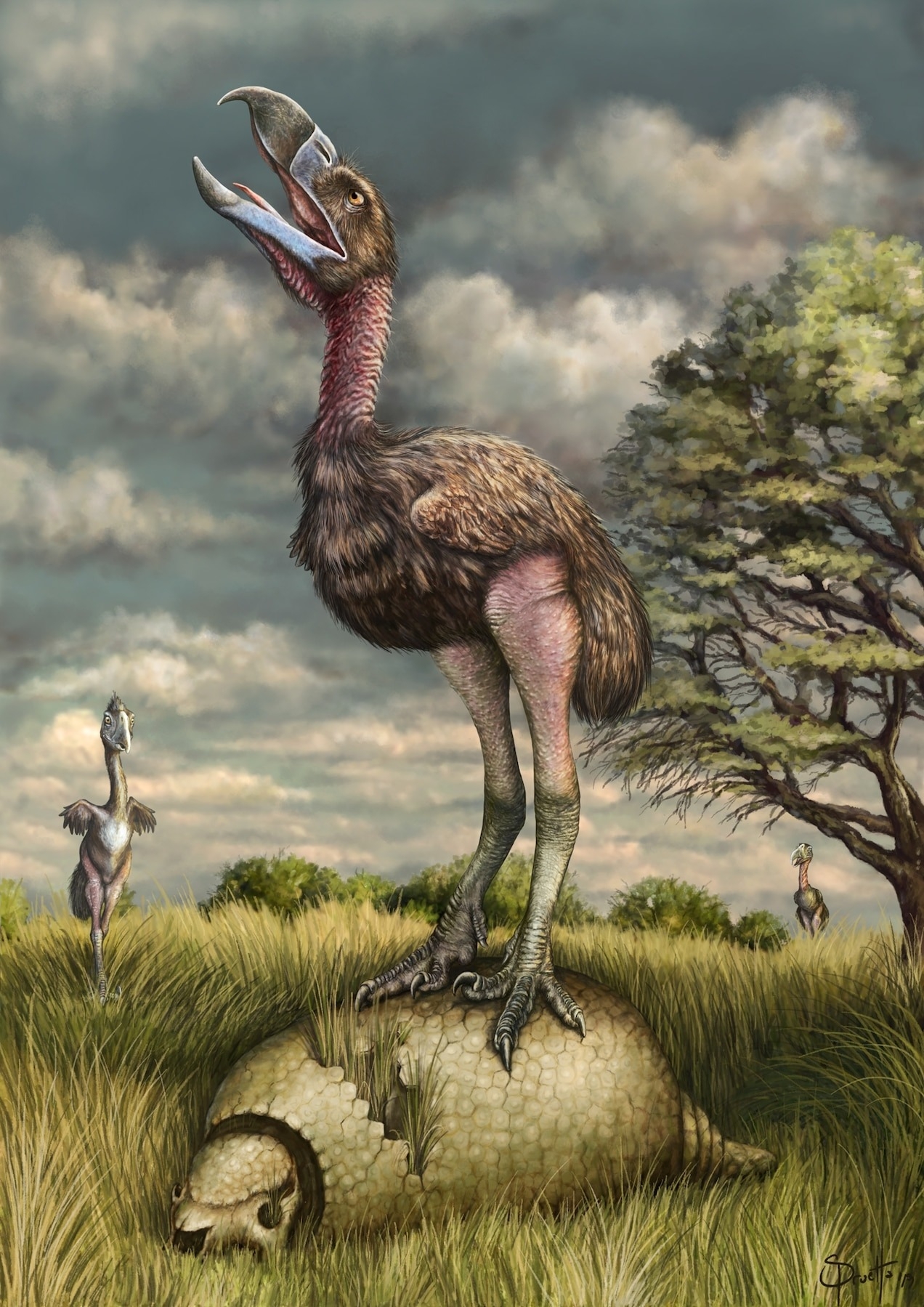 長頸曲帶恐鶴（Phorusrhacos longissimus）的想像圖，這是一種在數百萬年前佔據了南美洲的恐鶴。ILLUSTRATION BY H. SANTIAGO DRUETTA