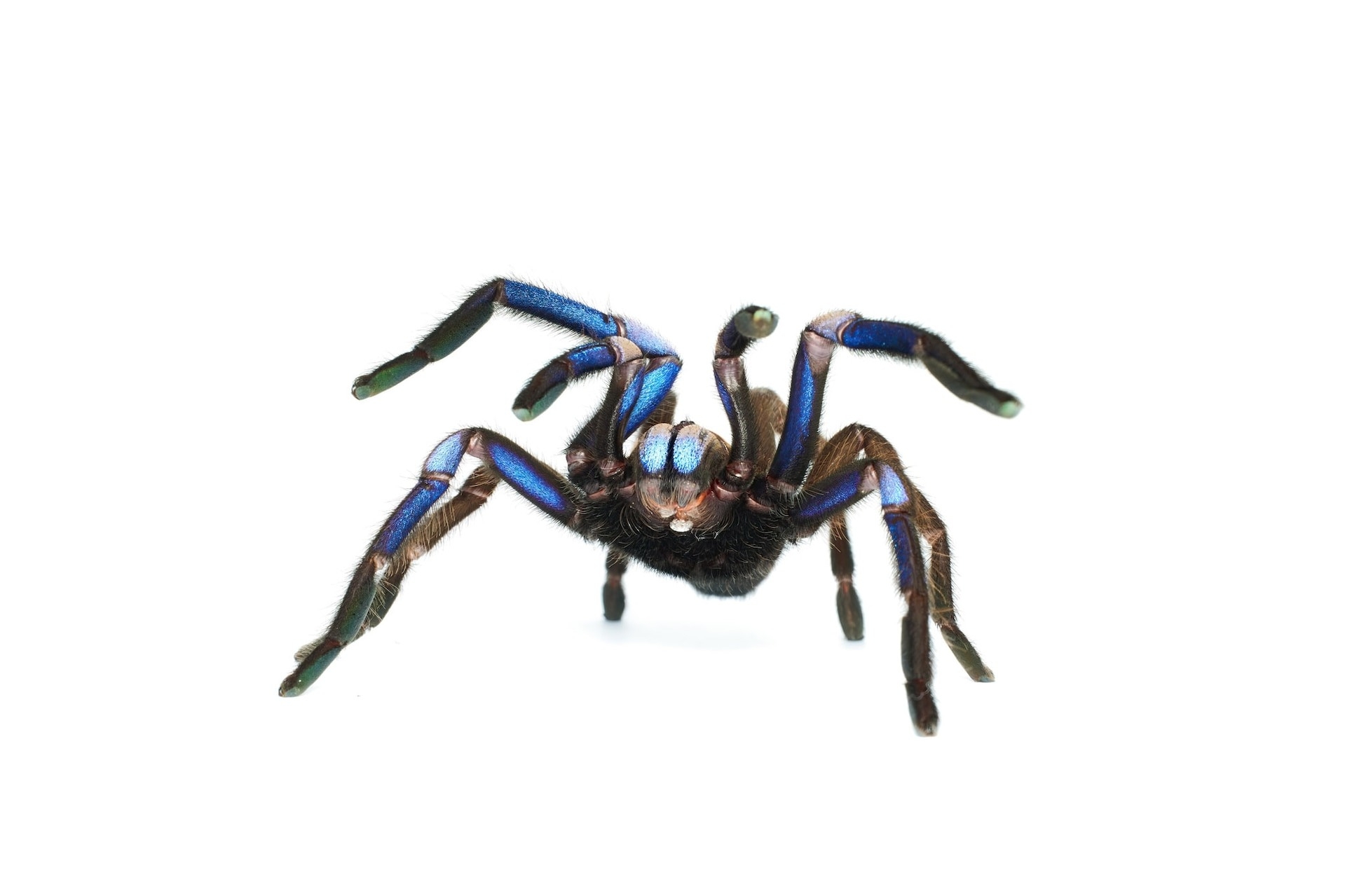 泰國電光藍毛蜘蛛（<i>C. natanicharum</i>）體色如此鮮豔的原因還不得而知，其中一種可能是為了嚇退獵食者。PHOTOGRPAH BY YURANAN NANTHAISONG