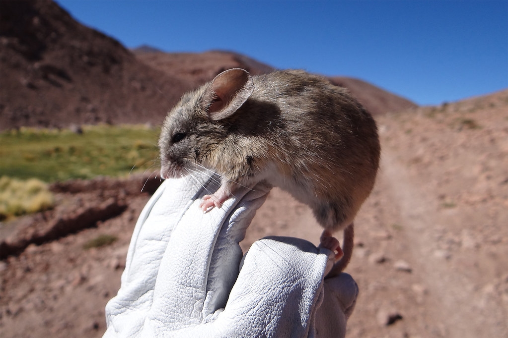 科學家前往智利阿他加馬高原（Atacama Plateau）遠征，發現嚙齒類動物能夠在超過6000多公尺海拔的險惡環境存活。圖片來源：Marcial Quiroga-Carmona／內布拉斯加大學林肯分校 the University of Nebraska—Lincoln