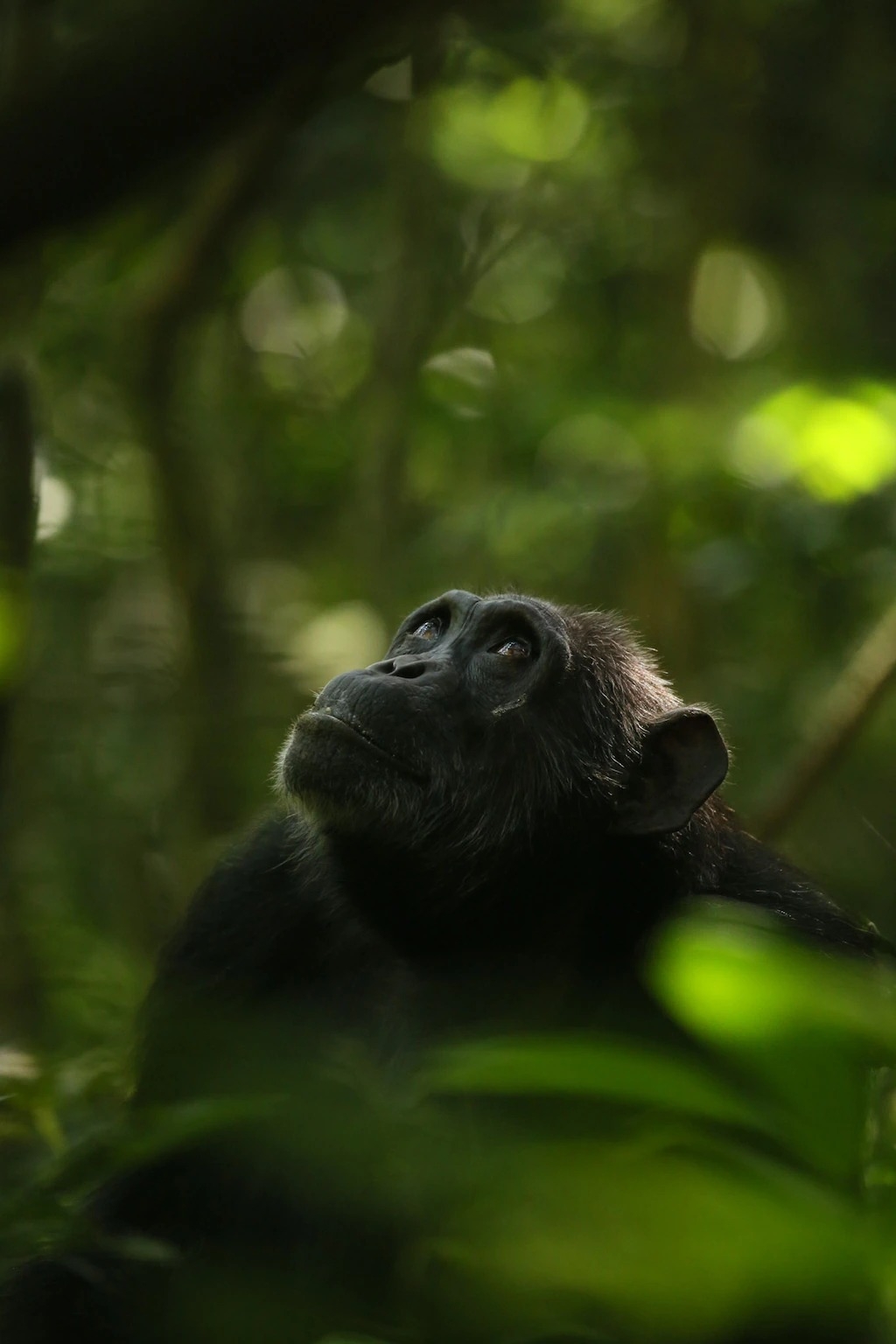 圖中是烏干達基巴萊國家公園（Kibale National Park）的黑猩猩，牠們經新研究證實成為壽命超預生育年齡的雌性動物之一。PHOTOGRAPH BY KEVIN LANGERGRABER, ARIZONA STATE UNIVERSITY