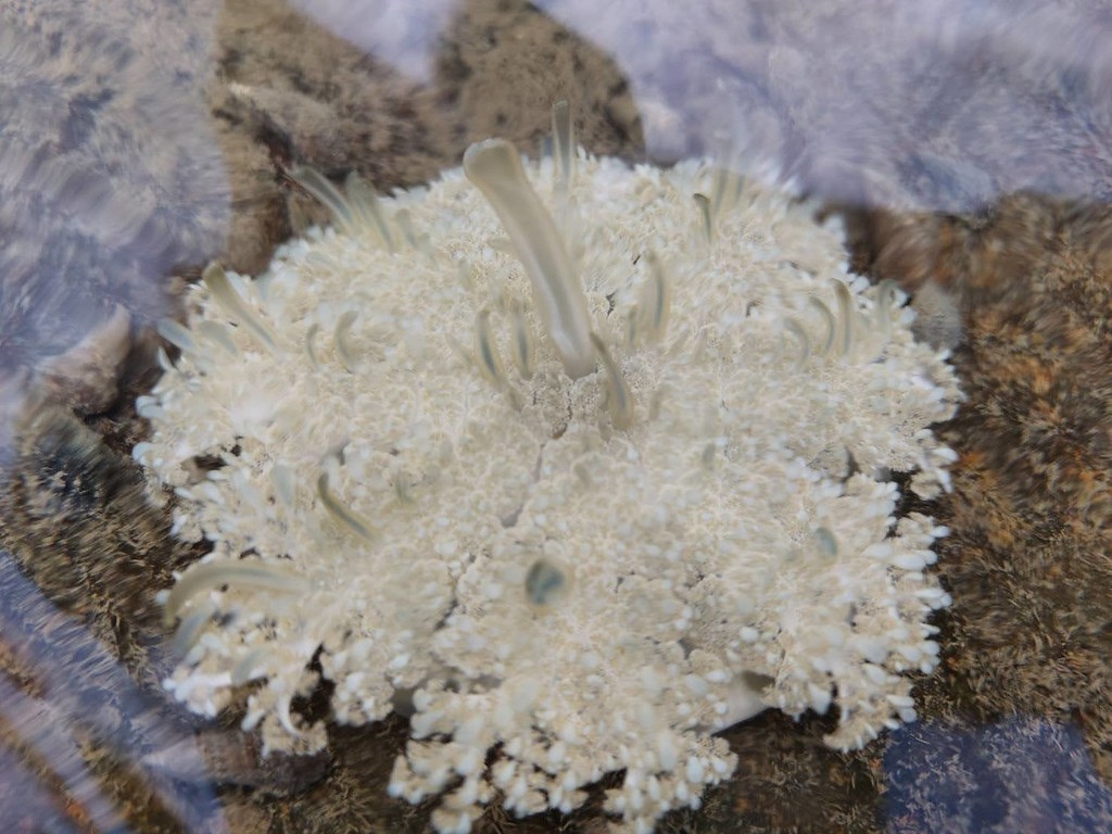 仙后水母「倒立」行光合作用，有如一朵花。圖片來源：臺灣環境規劃協會。