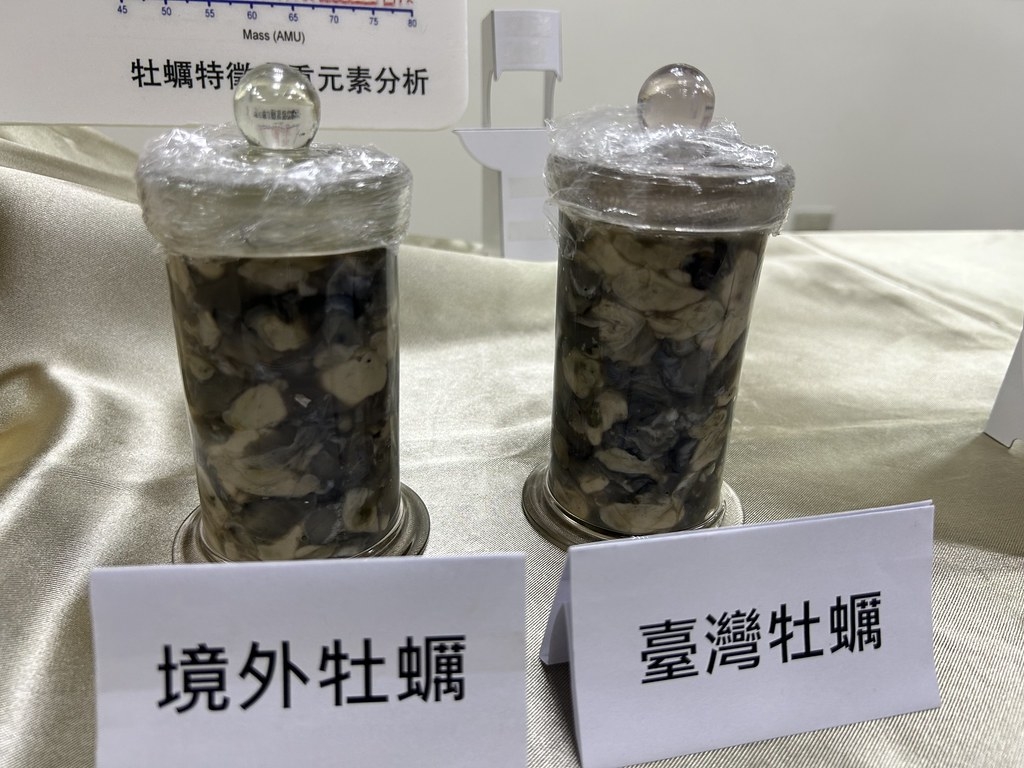 農業部水試所稱，越南和臺灣的蚵屬同種，憑肉眼連專業研究人員都分不出來。攝影︰袁慧妍 