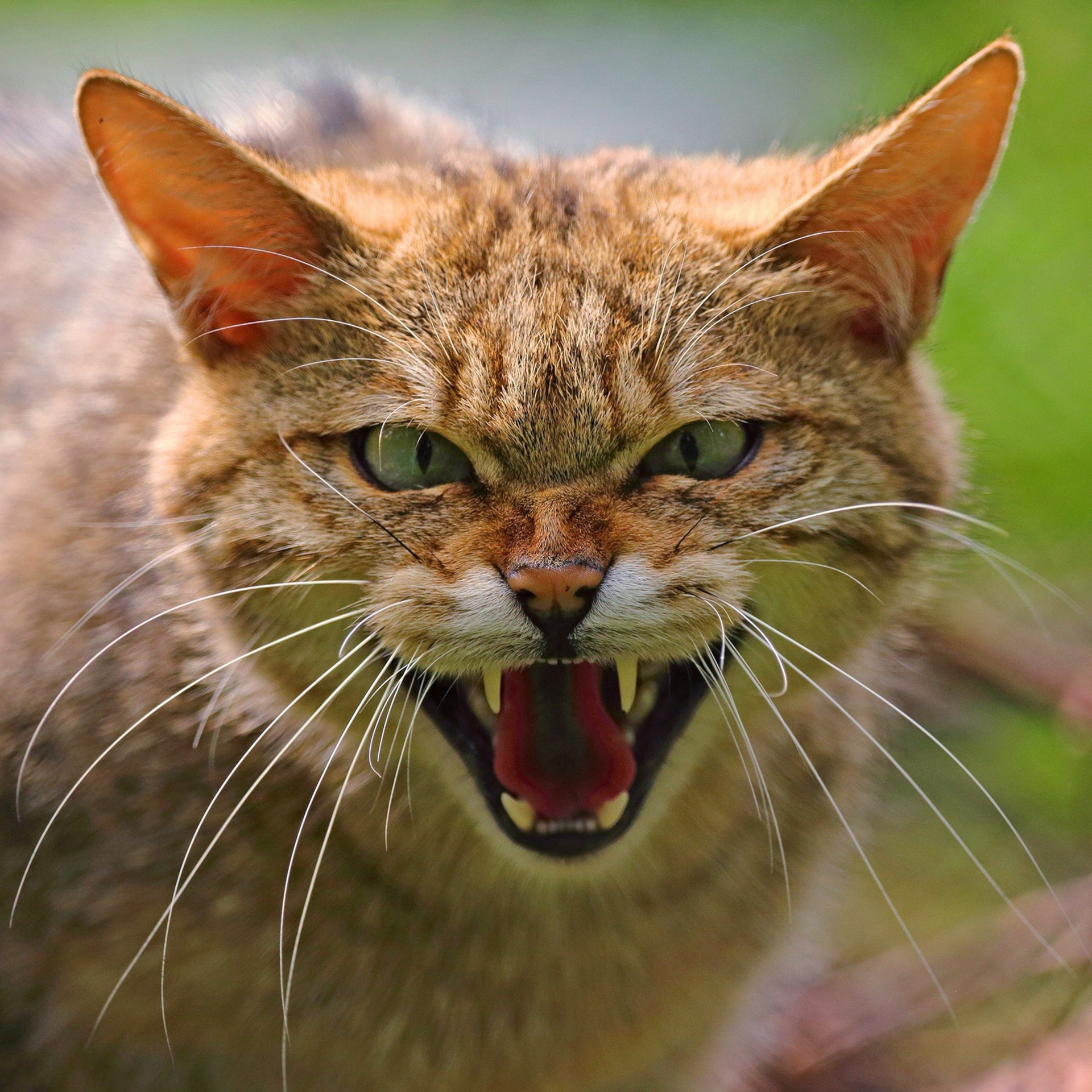 哈氣、露出牙齒的貓咪，展現的是有攻擊性的行為，這也是這項研究中記錄到的臉部表情之一。 BLICKWINKEL/ALAMY STOCK PHOTO 