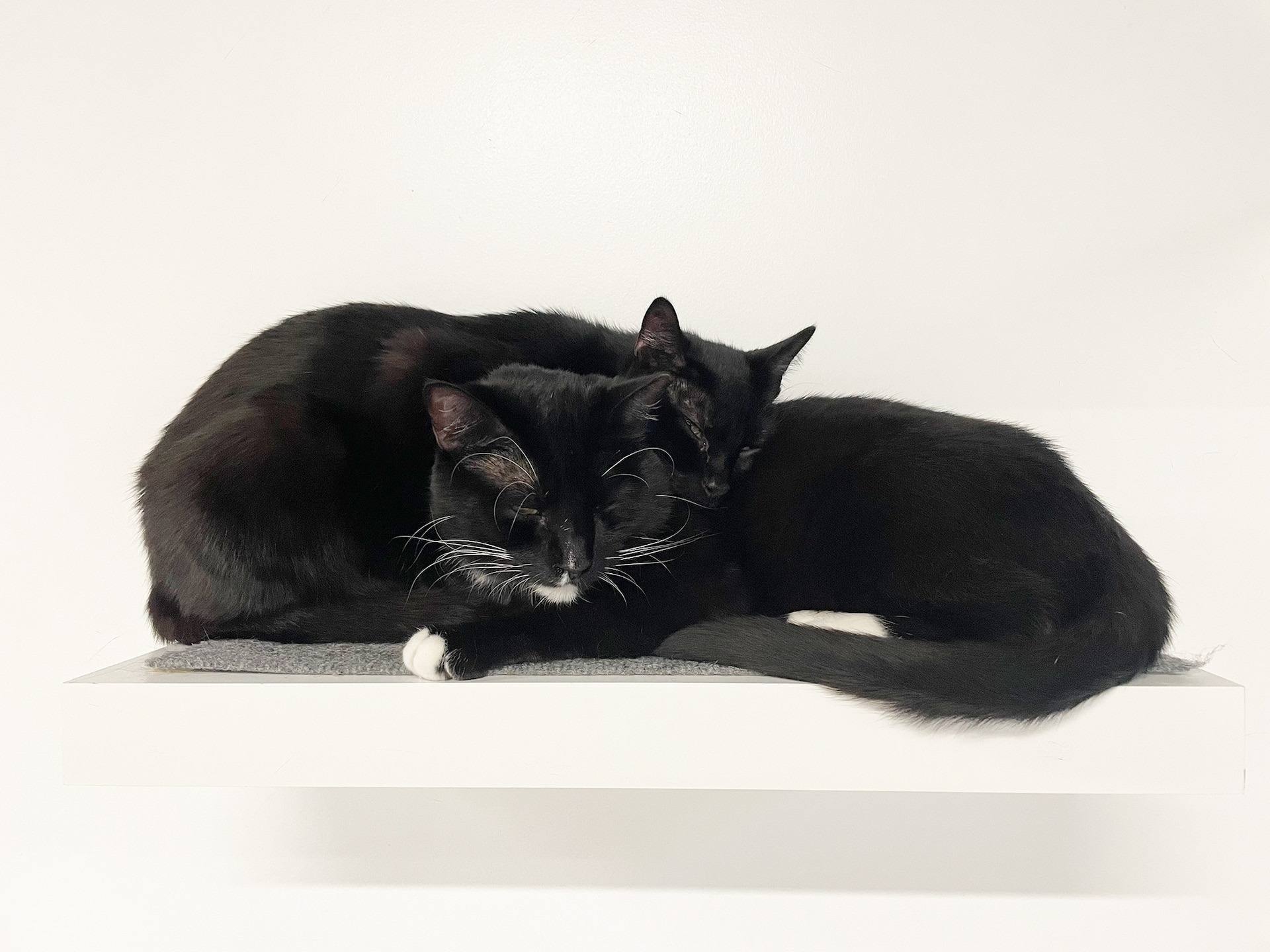 在一張為這項研究拍攝的照片中，兩隻黑貓一起小憩，這通常是正向社交互動的象徵。前面那隻貓閉起的眼睛和朝前的耳朵，也顯示這隻動物是友善且放鬆的。 LAUREN SCOTT 