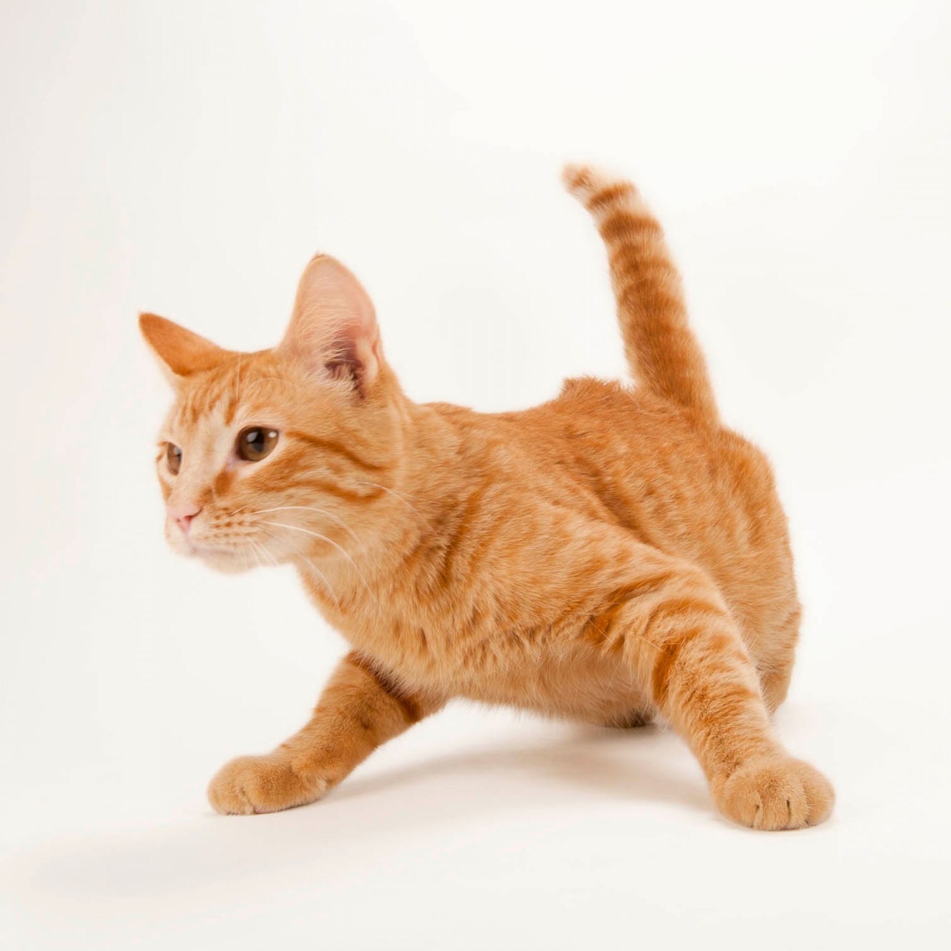 一隻橘色虎斑貓展現出開心和滿足的重要象徵：耳朵轉向前方。 JOEL SARTORE 