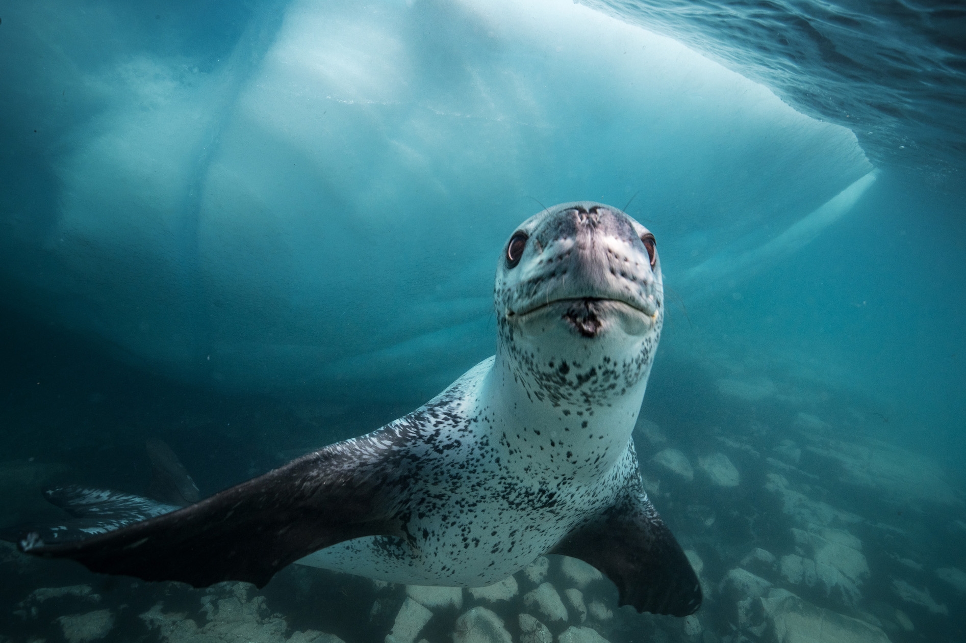 2014 年,克莉絲汀娜 · 米特麥爾與保羅 · 尼克蘭和安迪 · 曼共同創立 SeaLegacy。他們攜手完成超過 45 次探險,其中更在南極洲發現豹海豹。科學考察證明豹海豹正遷入南極洲的海狗區域,大大降低海狗的族群數目。
