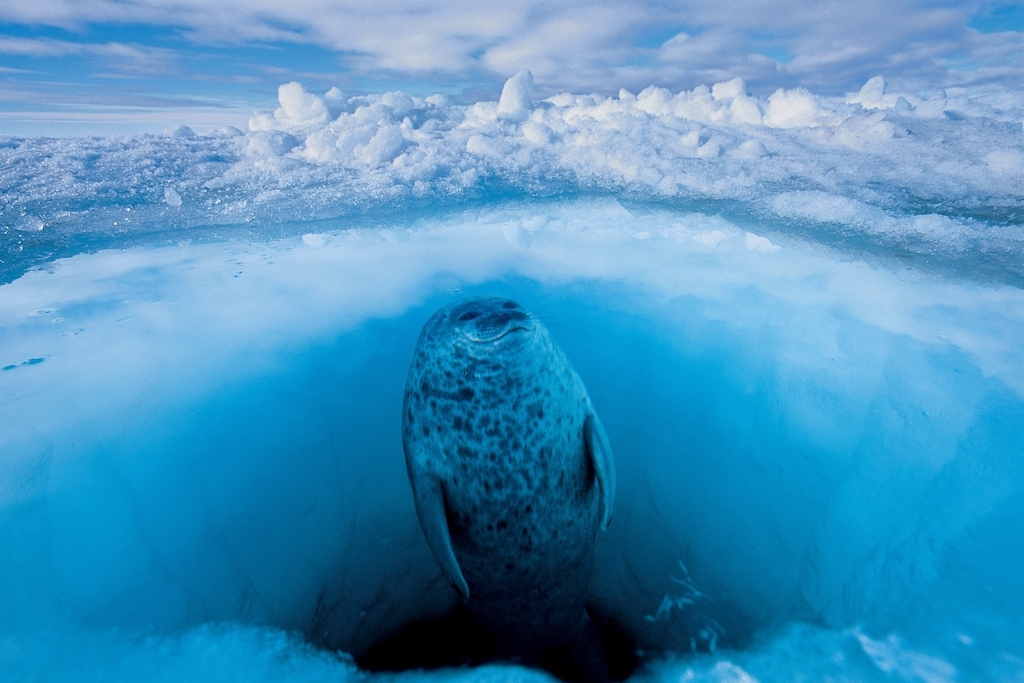 一隻環斑海豹在清澈的海洋中警惕北極熊出沒,牠在呼吸洞中準備升回水面呼吸。如果沒有冰層,環斑海豹便會失去其棲息環境的重要元素。牠們會建造冰屋養育幼崽,亦會挖掘一系列呼吸洞躲避北極熊。