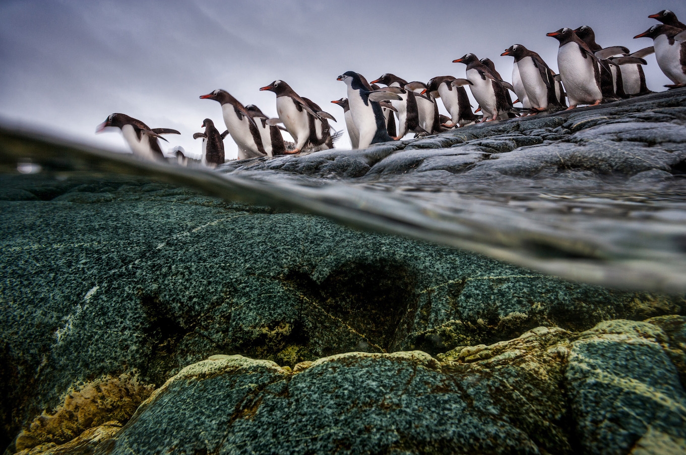 一群巴布亞企鵝和南極企鵝(chinstrap penguin,又稱頰帶企鵝、帽帶企鵝)準備潛入南極洲的冰冷水域覓食,在低溫和強大水流之下尋找冰魚及磷蝦。潮間帶同時有捕食者和獵物出沒,牠們必須時刻保持警覺才能生存。水上水下的生活大相逕庭,但兩者卻環環相扣。