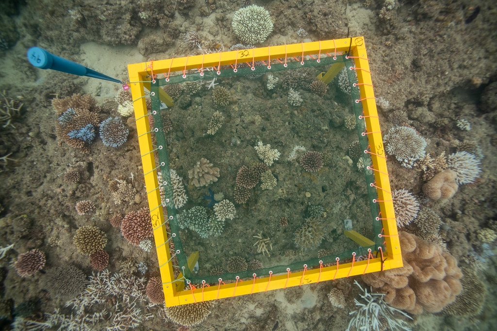 澳洲海洋科學院的科學家正在研究各種讓珊瑚躲過暖化危機的方法，其中一項研究是想看減少陽光照射對珊瑚可能的影響。資料來源：©Australian Institute of Marine Science 1996（CC BY 4.0）