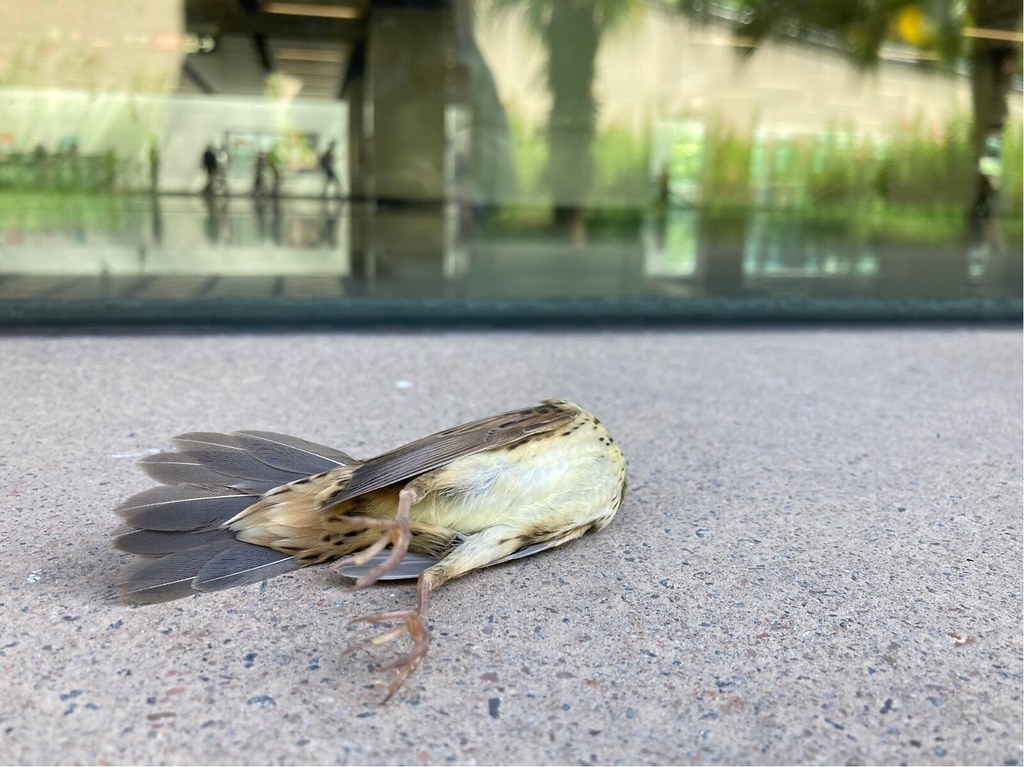 2022年10月11日，香港美孚港鐵站的一宗矛斑蝗鶯鳥撞玻璃個案。矛斑蝗鶯是香港不常見的過境遷移鳥，在中國被列為近危物種。圖片來源︰香港觀鳥會