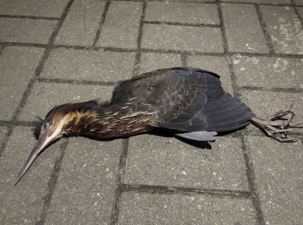 2022年10月25日在香港觀塘的黑鳽鳥撞報告。這隻屬香港「本地關注」物種的黑鳽，是香港稀少的過境遷移鳥。圖片來源︰利承謙／香港觀鳥會