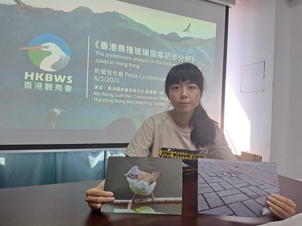 香港觀鳥會保育主任黃雪媚呼籲民眾提供鳥撞資訊，完善香港鳥撞調查。圖片來源︰香港觀鳥會