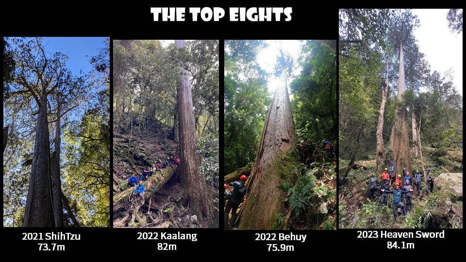 2016年至今，找樹的人團隊找到八棵超過70公尺巨木。圖片來源：找樹的人