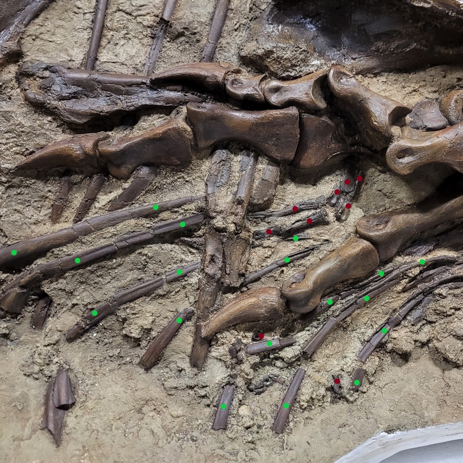 這隻蛇髮女怪龍的左側胸腔照片展示出肋骨（綠點）與向外伸出的獵物骨頭（紅點）。PHOTOGRAPH BY DARLA ZELENITSKY, UNIVERSITY OF CALGARY 