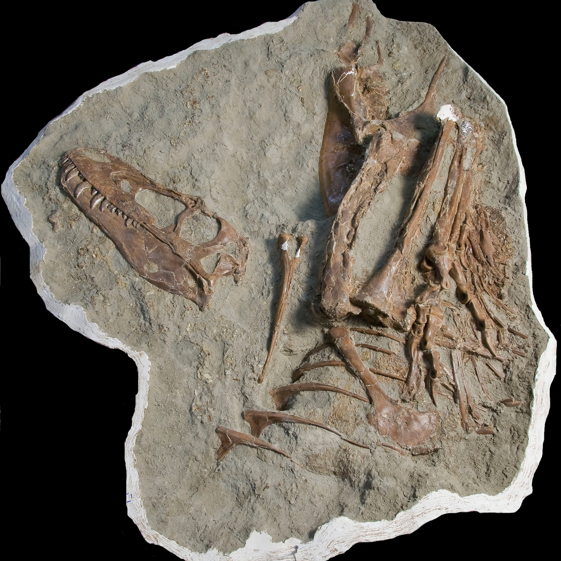蛇髮女怪龍保存極其完好的遺骸也揭曉了牠最後一頓晚餐的遺骸。PHOTOGRAPH BY ROYAL TYRRELL MUSEUM OF PALAEONTOLOGY 