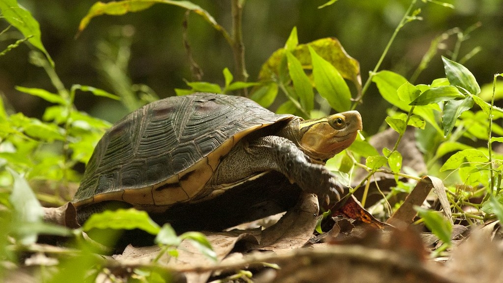 食蛇龜。圖片來源：林業署提供
