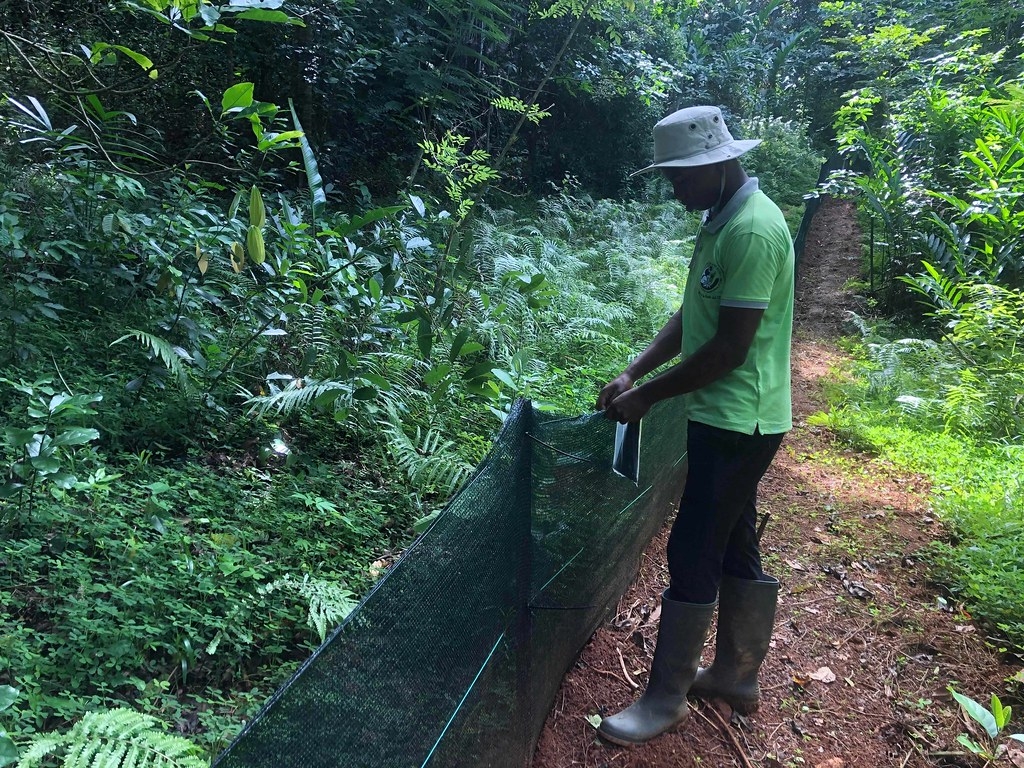 工作人員利用具防破與抗UV功能且密度高的深色遮光布在森林裡圍起禁區，高度經過計算，讓黑眶蟾蜍難以跨越但不至於阻擋原生物種移動。圖片來源：MFG提供