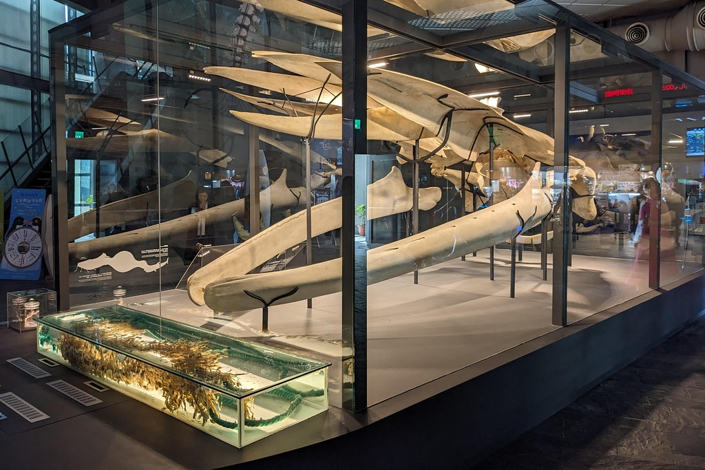海生館展示完整藍鯨骨骼標本，為臺灣有紀錄以來首次發現的擱淺藍鯨。李育琴攝