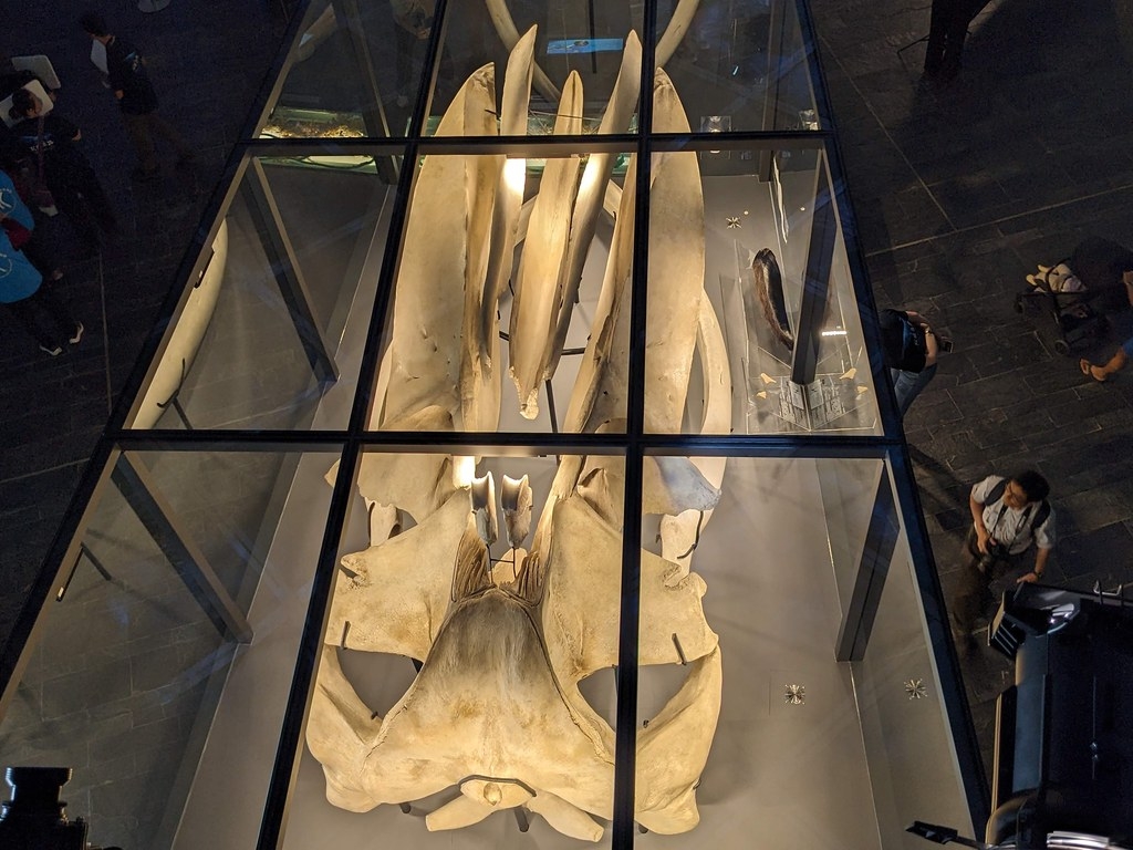 藍鯨頭骨上頷骨兩側可見繩索深勒的凹痕。李育琴攝