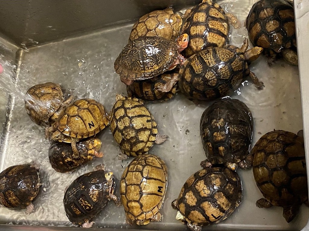 美國執法部門於田納西曼非斯港查獲非法走私稀有物種墨西哥箱龜。圖片來源：美國魚類及野生動物署（CC 0）