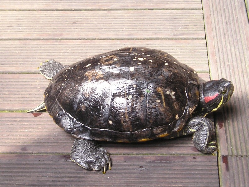 巴西龜在美國為強勢外來種，嚴重威脅原生種生存。圖片來源：Galano~commonswiki／Wikimedia（CC BY-SA 3.0）