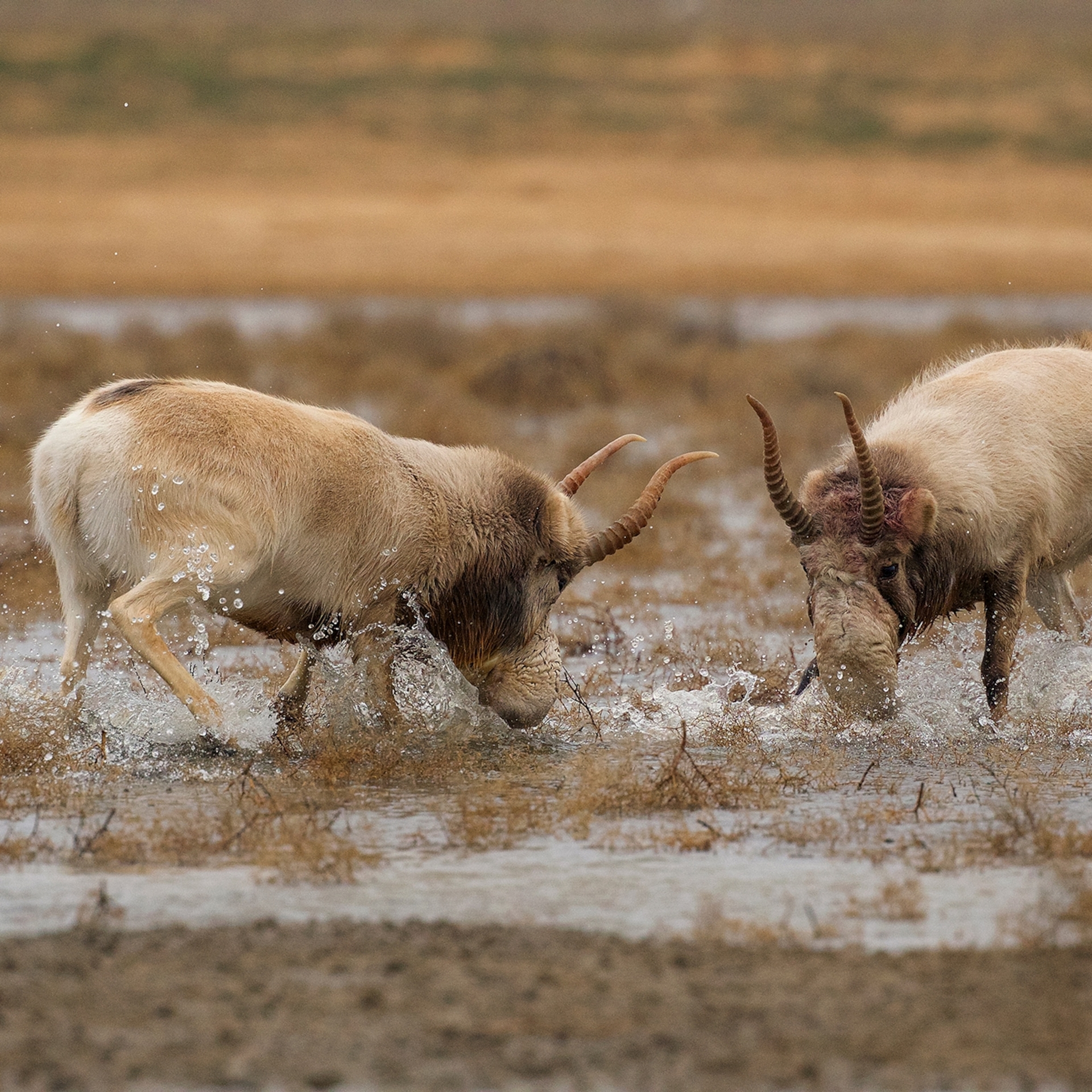 黑地國家公園的雄性高鼻羚羊正在打架。雄性羚羊和牠們的角是盜獵者的目標。PHOTOGRAPH BY VALERIY MALEEV/NATURE PICTURE LIBRARY 