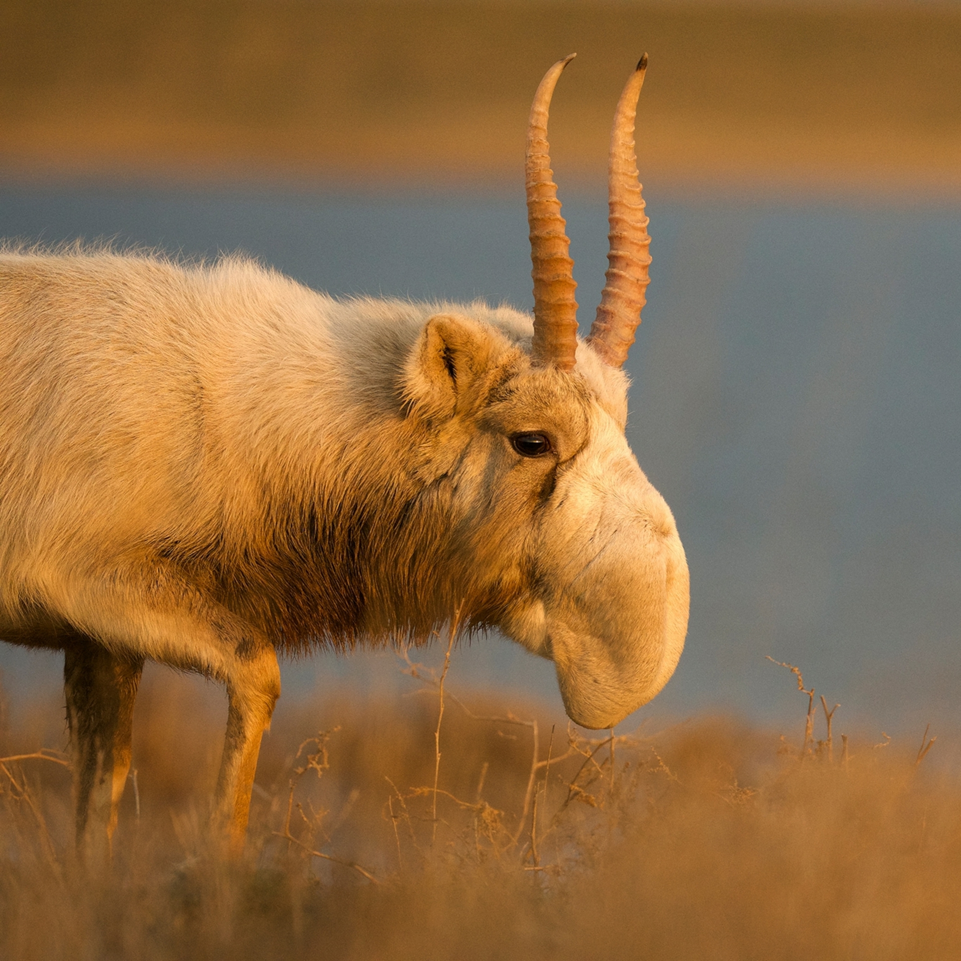 俄國黑地國家公園的一隻雄性高鼻羚羊。這些高度社會性的羚羊是群居生活。PHOTOGRAPH BY VALERIY MALEEV/ NATURE PICTURE LIBRARY