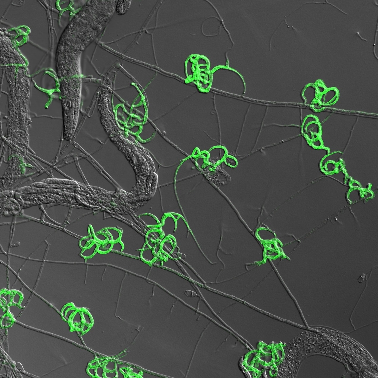 綠色部分是這種飢餓真菌製造出來的細胞，用於誘捕線蟲。像灰線一樣的細絲是菌絲，也就是構成單株真菌的連結絲。PHOTOGRAPH COURTESY YEN-PING HSUEH （影像提供：薛雁冰）