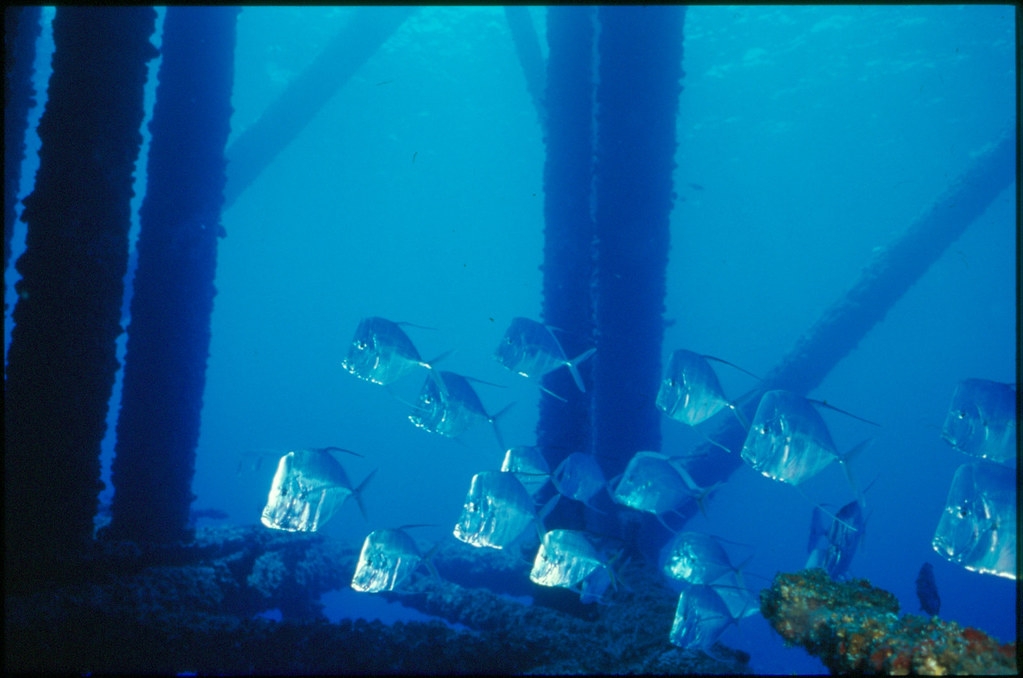 鑽油平台的海底支架長滿生物。圖片來源：美國海洋能源管理局（CC BY-SA 2.0）