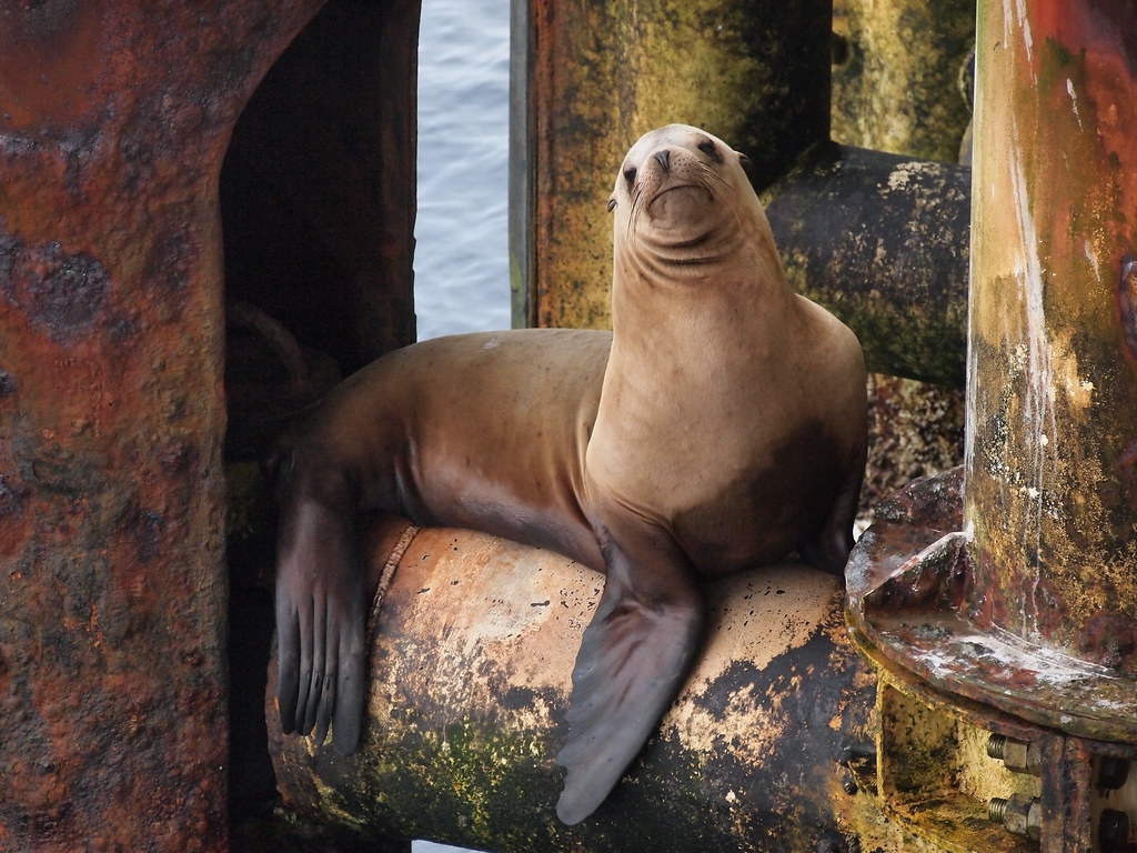 海獅跑到鑽油平台上休息。圖片來源：美國海洋能源管理局（CC BY-SA 2.0）