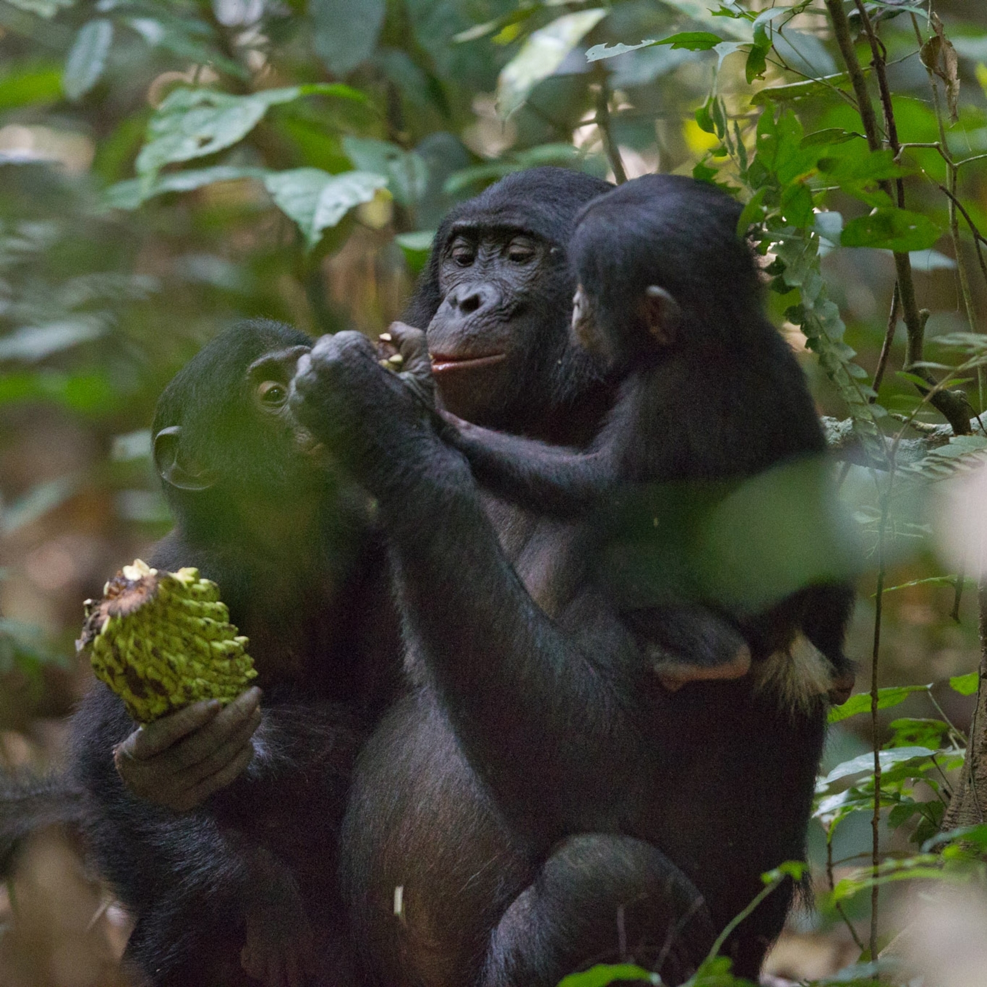 在剛果民主共和國的科科羅波利（Kokolopori）巴諾布猿保護區，一隻雌性巴諾布猿與牠兒子以及另一隻寶寶共享水果。PHOTOGRAPH BY CHRISTIAN ZIEGLER, NAT GEO IMAGE COLLECTION 