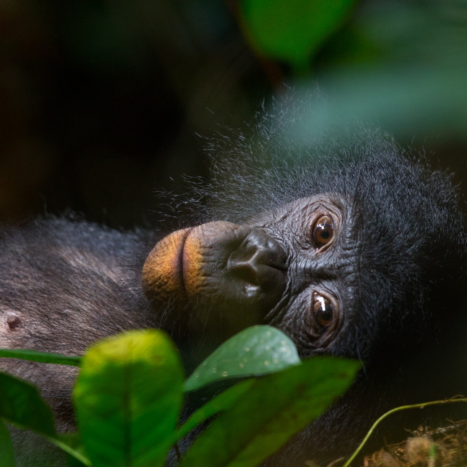 剛果民主共和國（Democratic Republic of the Congo）的森林中，一隻愜意的野生年輕雌巴諾布猿，牠的嘴唇因為食用黏土而染上了橙色。PHOTOGRAPH BY CHRISTIAN ZIEGLER, NAT GEO IMAGE COLLECTION 