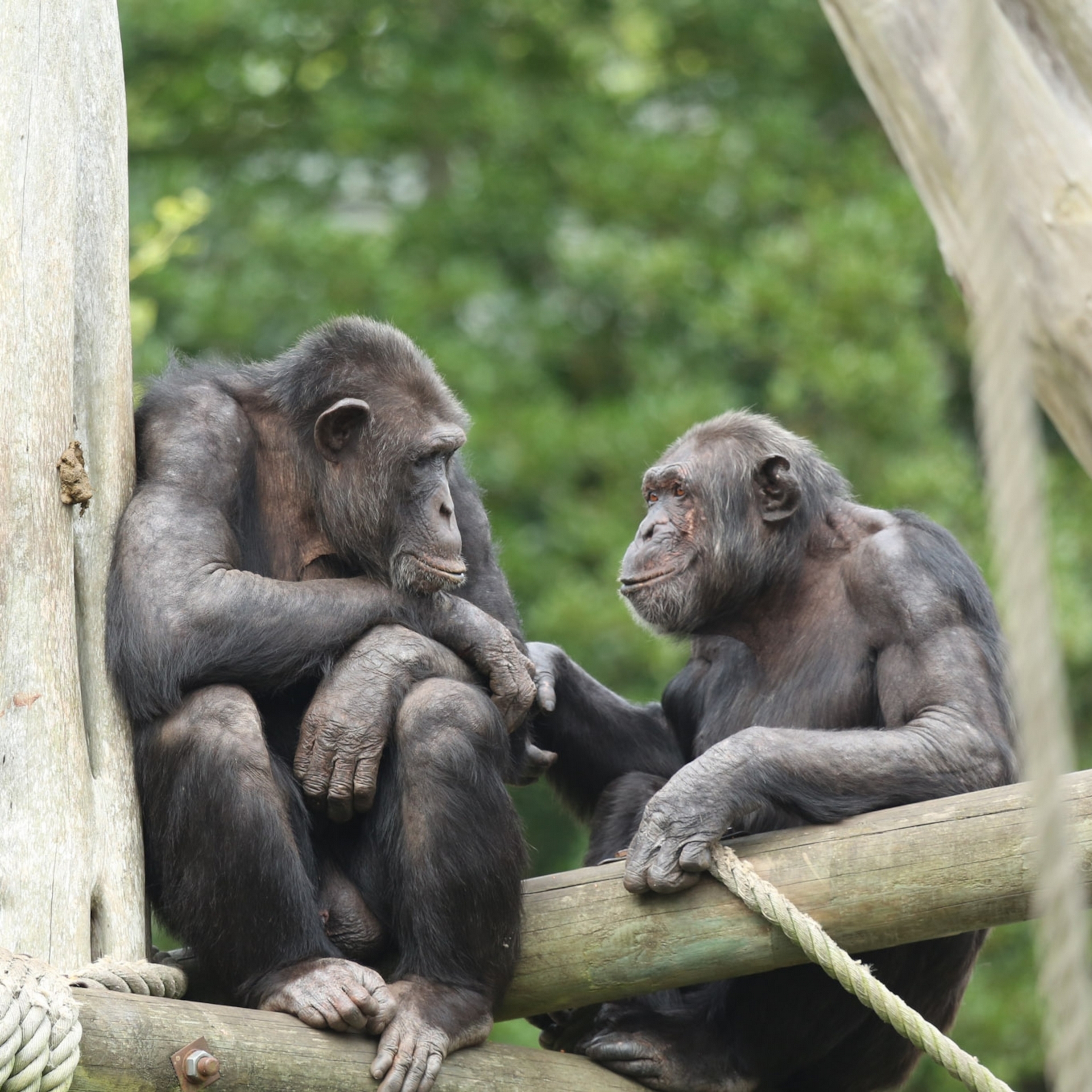 在愛丁堡動物園（Edinburgh Zoo），地位高的黑猩猩卡夫澤（Qafzeh，右）與萊貝里烏斯（Liberius，左）在互動。愛丁堡動物園的一些黑猩猩也參與了這次的新研究。PHOTOGRAPH BY KATE GROUNDS/ EDINBURGH ZOO 