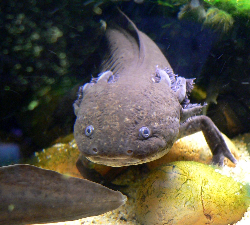 深色的墨西哥鈍口螈不像淺色的那麼受歡迎，但也非常有魅力。圖片來源：Stan Shebs（CC BY-SA 3.0）
