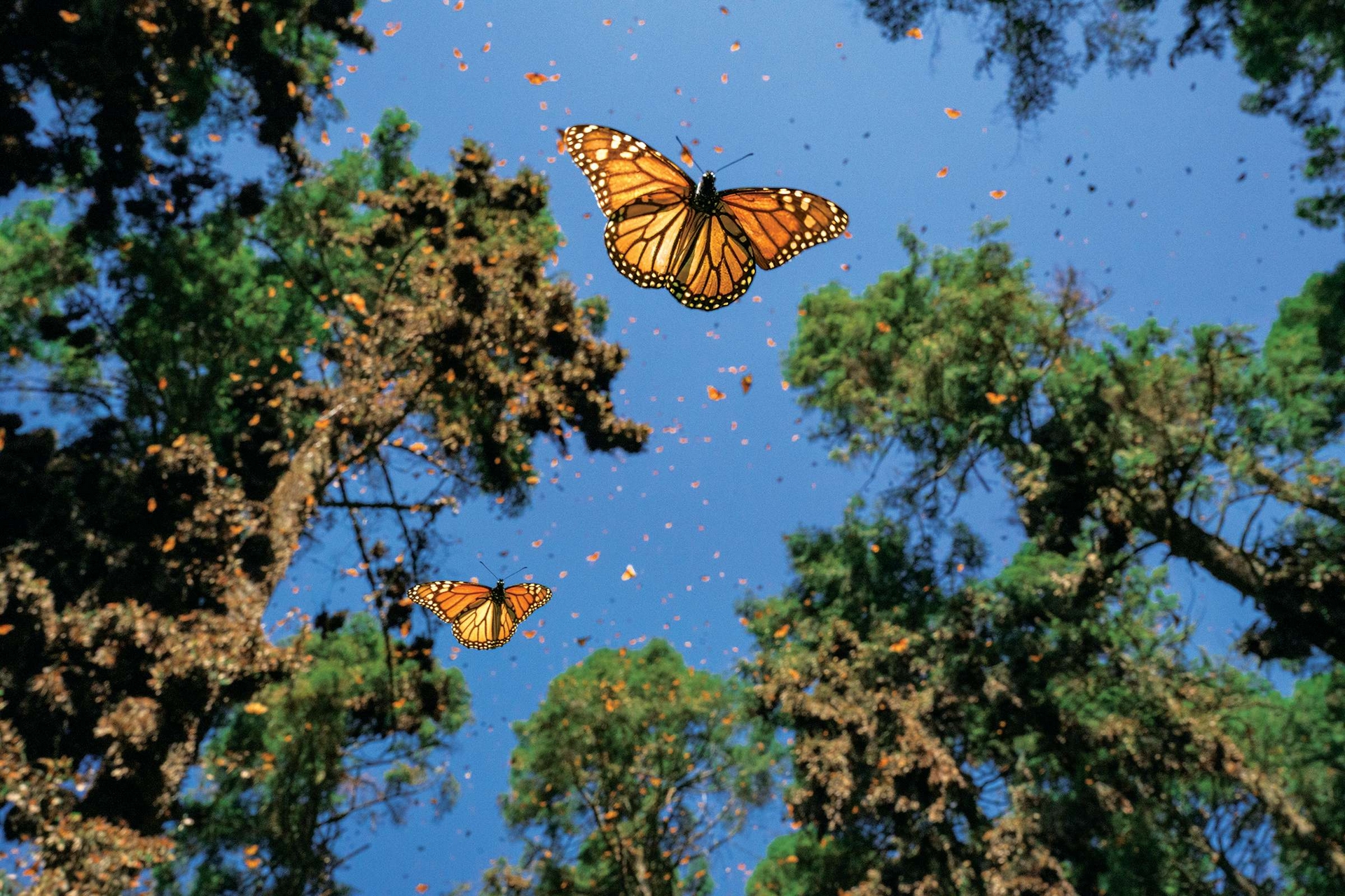 歷經漫長的南遷旅程後，數百萬隻大樺斑蝶聚集在羅薩里歐保護區的高海拔冷杉林中，這裡是墨西哥米卻肯州大樺斑蝶生物圈保留區內的一處保護區。大樺斑蝶會尋找曾經庇護前幾代祖先的樹林。攝影：海梅．羅霍 JAIME ROJO