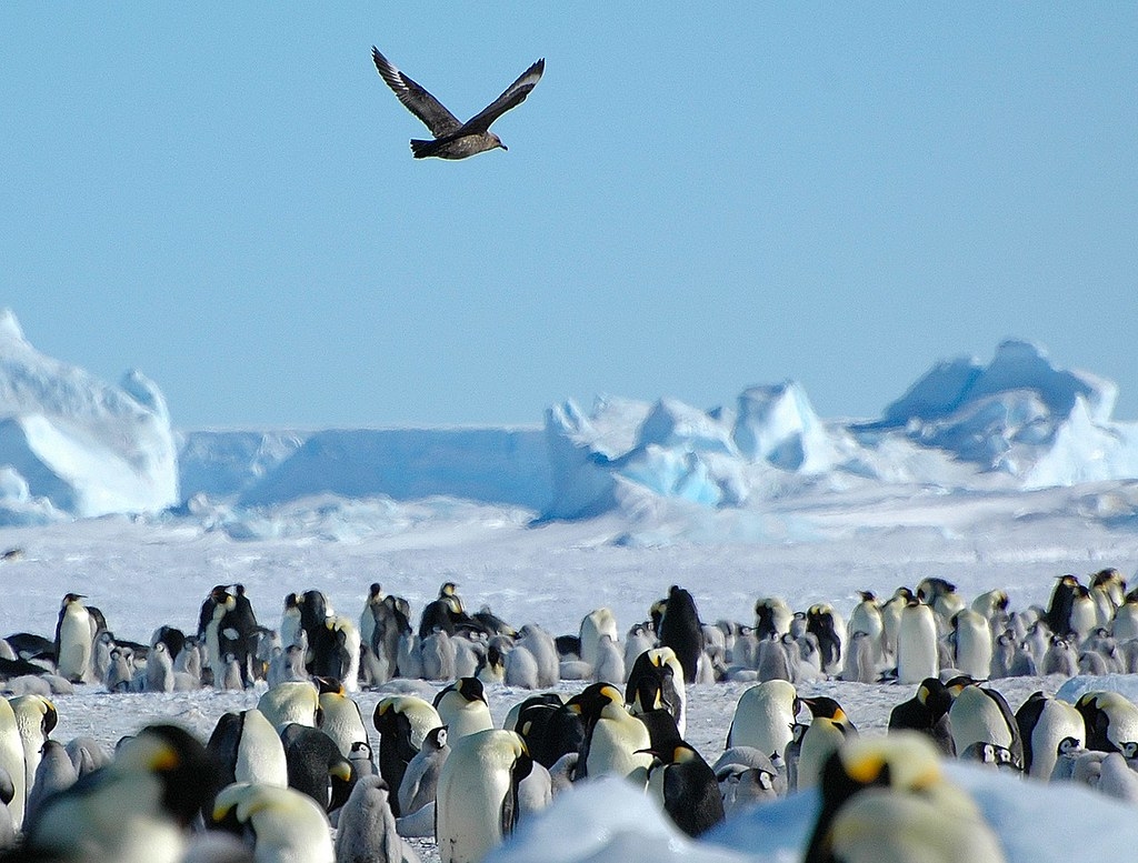鳥類常往返南極地區，讓專家非常擔憂南極生物感染禽流感。來源：Denis and Chris Luyten-De Hauwere