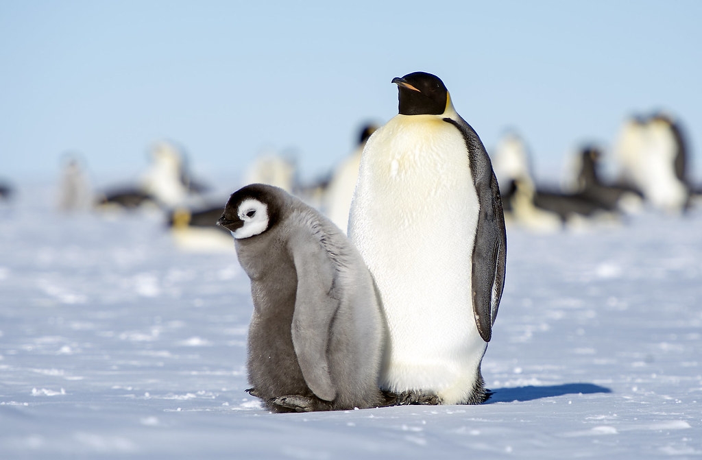 皇帝企鵝（Emperor Penguin）常會聚集數千隻，倘若疫情爆發，可能非常危險。圖片來源：Christopher Michel（CC BY 2.0）