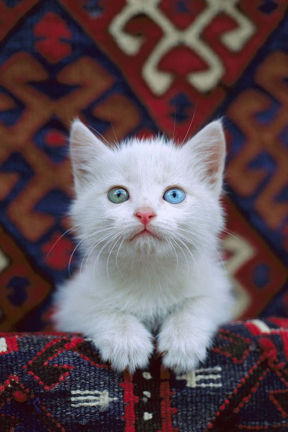 這隻小貓雖然有虹膜異色症──雙眼一藍一綠──但這並不會影響牠的視力。 PHOTOGRAPH BY MITSUAKI IWAGO, MINDEN PICTURES