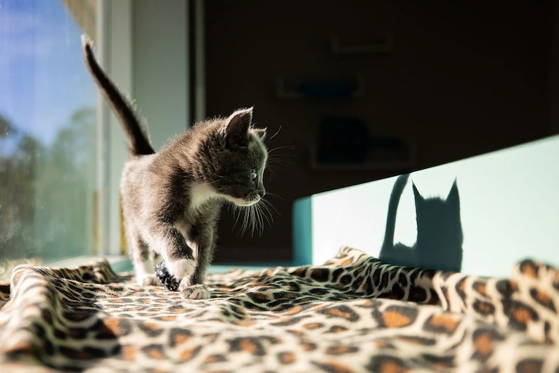 貓眼看出去的世界比較沒那麼鮮豔，色彩也比人類看到的少，不過很顯然地，牠們能看到自己的影子，就像照片中這隻小貓一樣。 PHOTOGRAPH BY ANDREW MARRTILA 