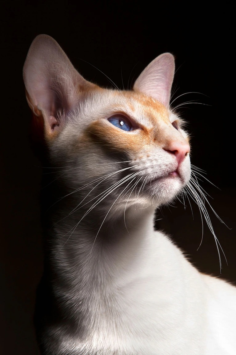 對於我們生活的這個世界，貓咪從頭到尾感覺到的都跟我們非常不一樣。雖然貓的五感──視覺、聽覺、嗅覺、味覺和觸覺──跟人類相同，但牠們有幾種感知力更特殊、也更精準，讓牠們能輕鬆自如地生活在微光世界中。PHOTOGRAPH BY SAMUEL WHITTON, ALAMY STOCK PHOTO 