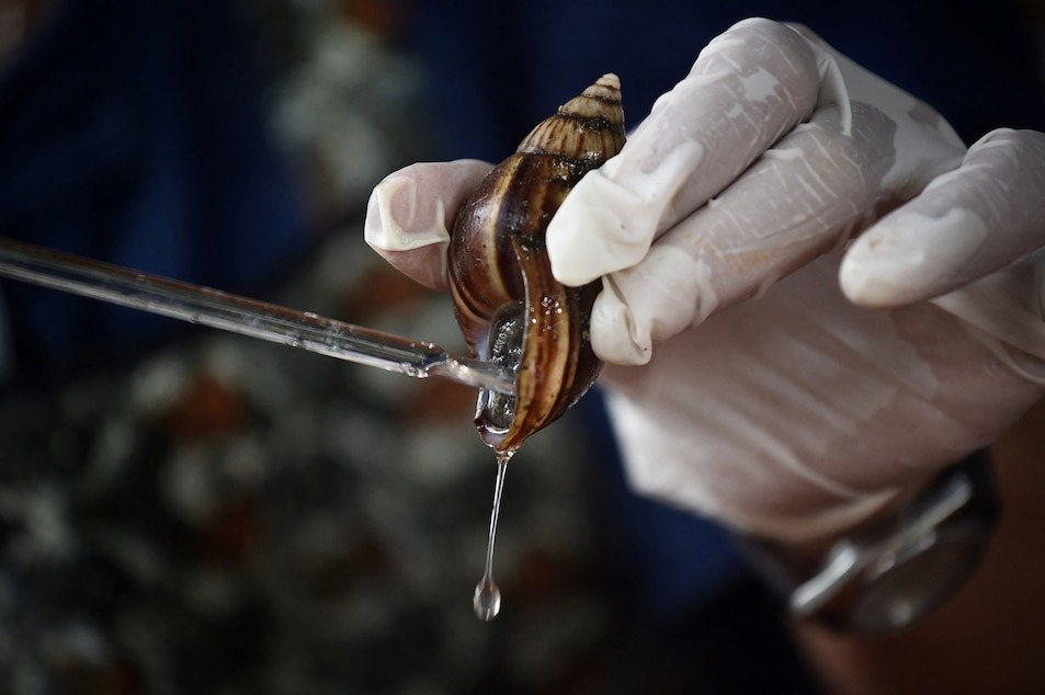 泰國農場的技師正在提取非洲大蝸牛（Giant African land snail）的黏液。黏液是蝸牛受到壓力刺激後分泌而來，對此有疑慮的消費者，也可以選擇「合成黏液」來替代。 PHOTOGRAPH BY LILLIAN SUWANRUMPHA, AFP/GETTY IMAGES 
