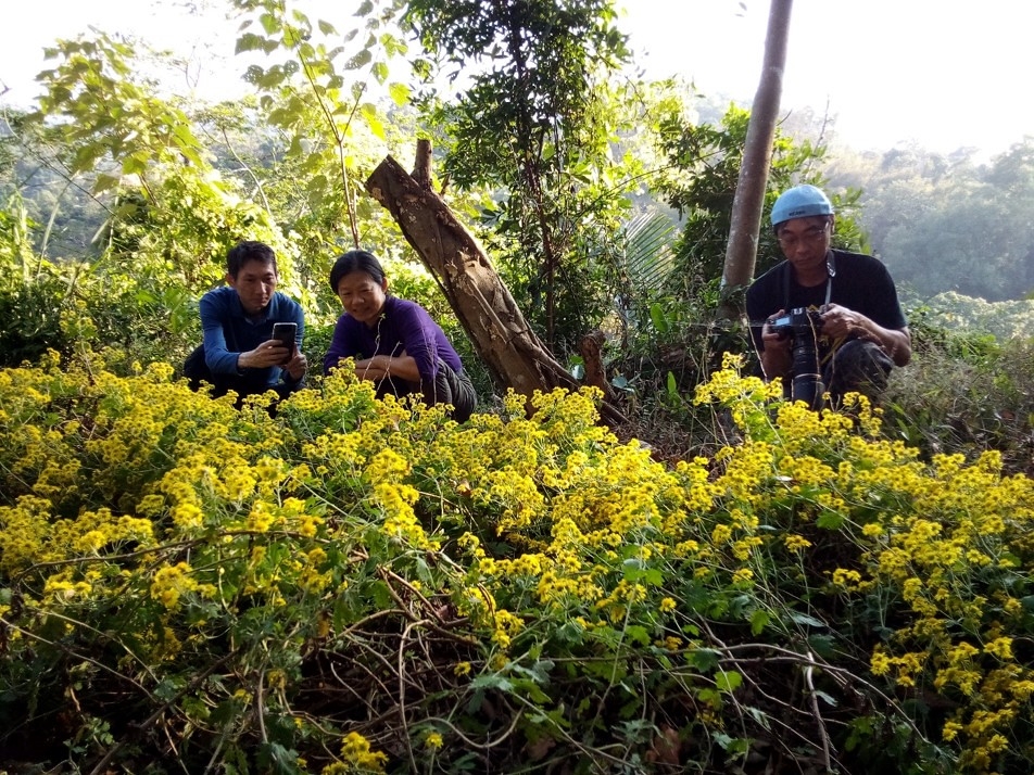 「山貓森林」在今年2月種下的新竹油菊，帶來數大便是美的驚喜。圖片來源：山貓森林