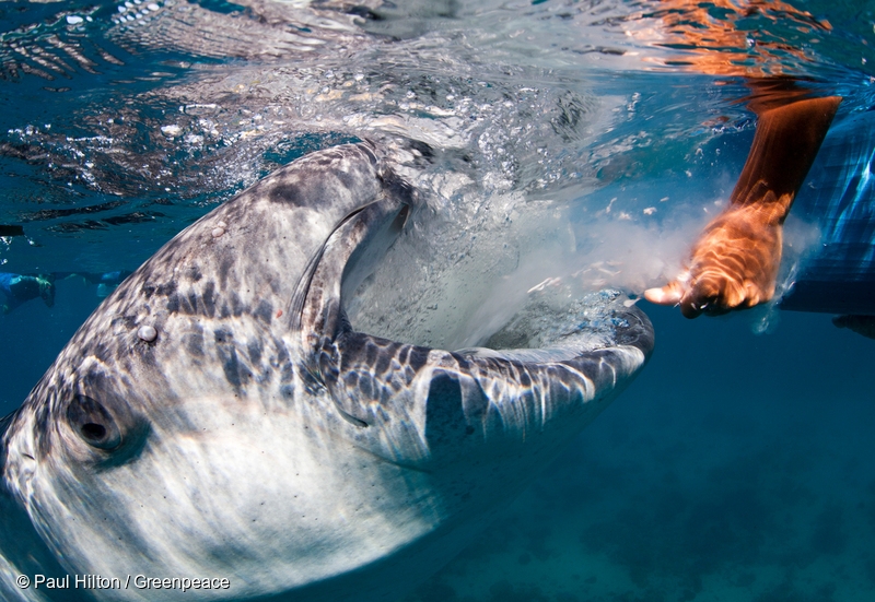 鯨鯊是相當溫馴的濾食性鯊魚 Paul Hilton / Greenpeace