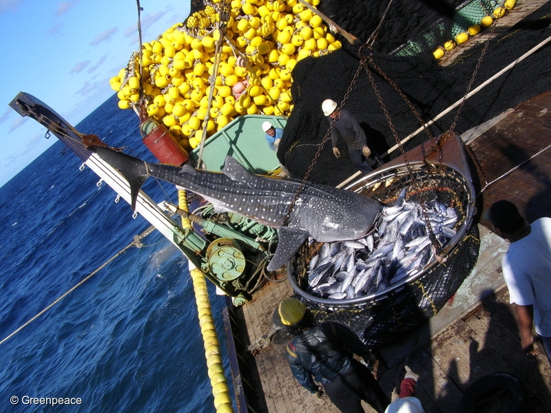 漁業行為中的混獲（bycatch）是造成鯨鯊數量減少的主要原因 Greenpeace