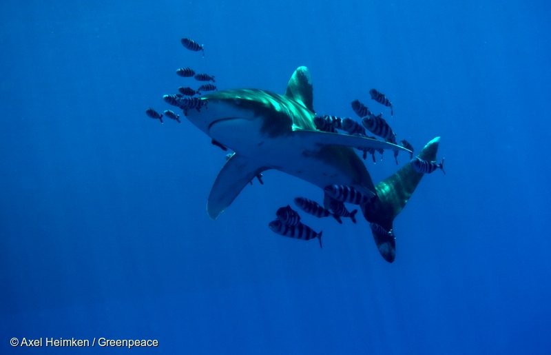 綠色和平船艦於2019年9月至10月在大西洋航巡時，直擊並拍攝遠洋漁船捕殺鯊魚的過程。 © Tommy Trenchard / Greenpeace