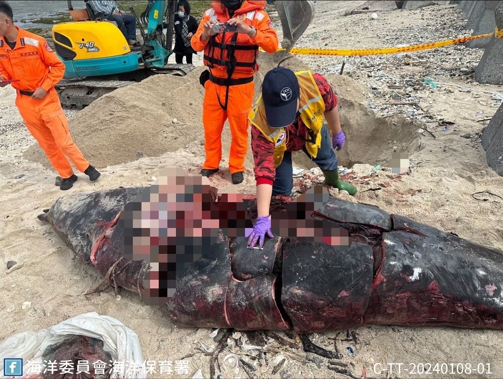 MARN救援團隊成大鯨豚研究中心教授王浩文於現場解剖比對，發現仍缺失約62*35*18公分的肉塊。圖片來源：海保署提供