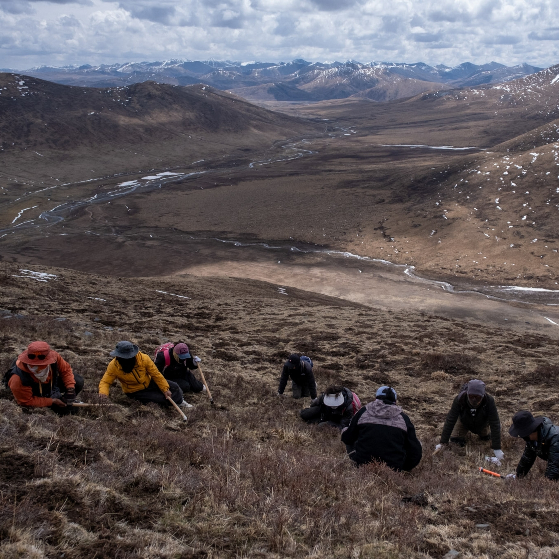 半是社交聚會、半是生計競爭，村民們聚集在玉樹藏族自治州的山坡上一起找蟲草。對許多人來說，這就是他們這一年唯一的收入來源。