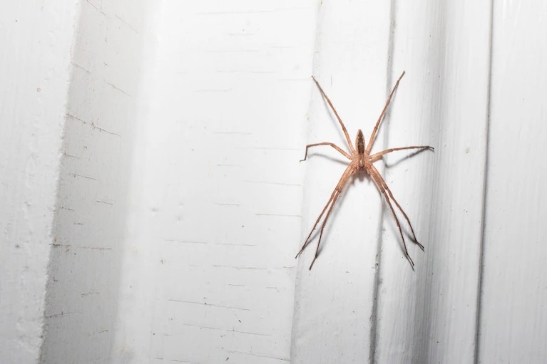 圖中的美洲跑蛛（American nursery web spider）經常被誤認為狼蛛。近期謠傳狼蛛會受某種乳霜吸引。關於蜘蛛的迷思已經流傳數百年，這是最新的迷思。PHOTOGRAPH BY ISABELLE BETANCOURT