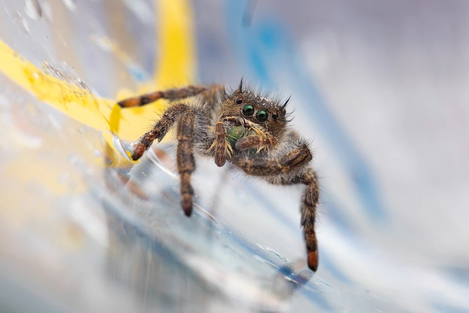 跳蛛（來自蠅虎科〔Salticidae〕）通常以我們常見的方式移動，但在狩獵或面臨威脅時可以跳躍。PHOTOGRAPHS BY ISABELLE BETANCOURT  